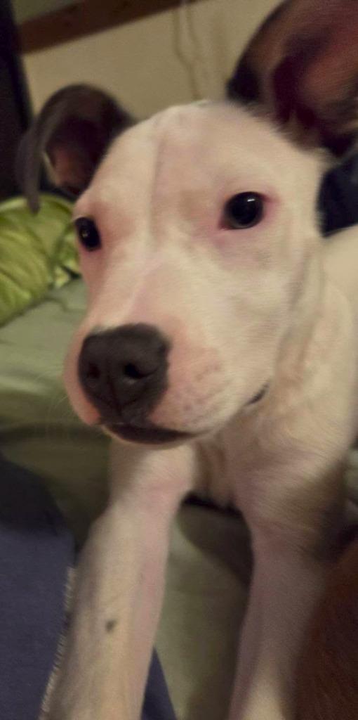 Piglet $500, Adoptable, Puppy Male Pit Bull Terrier & Mixed Breed.