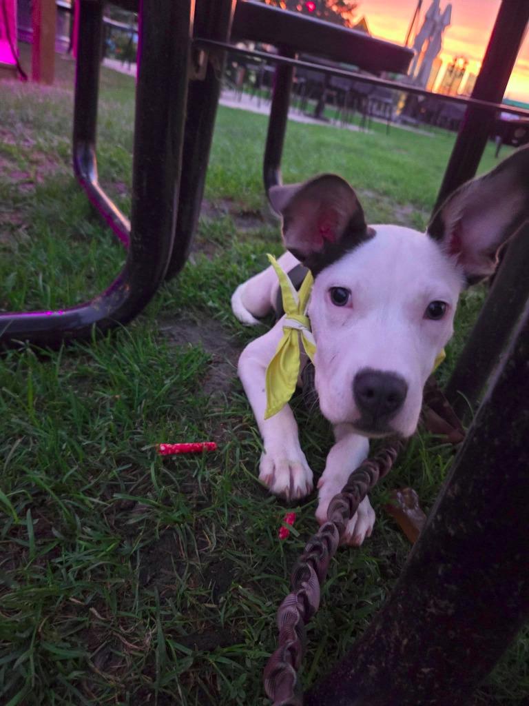 Enlarge Piglet $500, a Adoptable mixed breed in Milwaukee, WI image 2/4