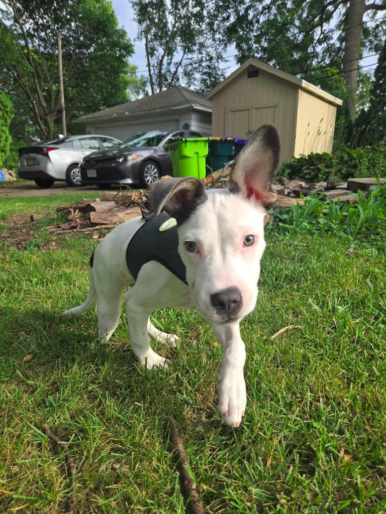 Enlarge Piglet $500, a Adoptable mixed breed in Milwaukee, WI image 3/4