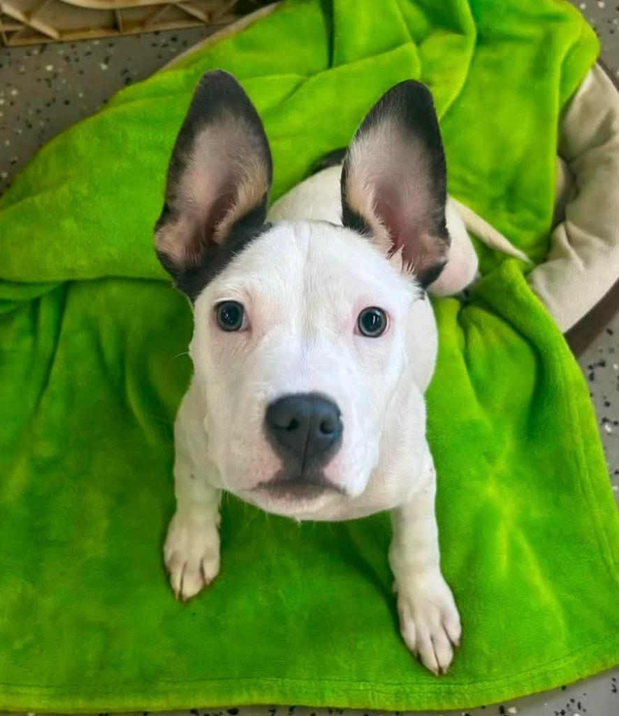 Enlarge Piglet $500, a Adoptable mixed breed in Milwaukee, WI image 4/4