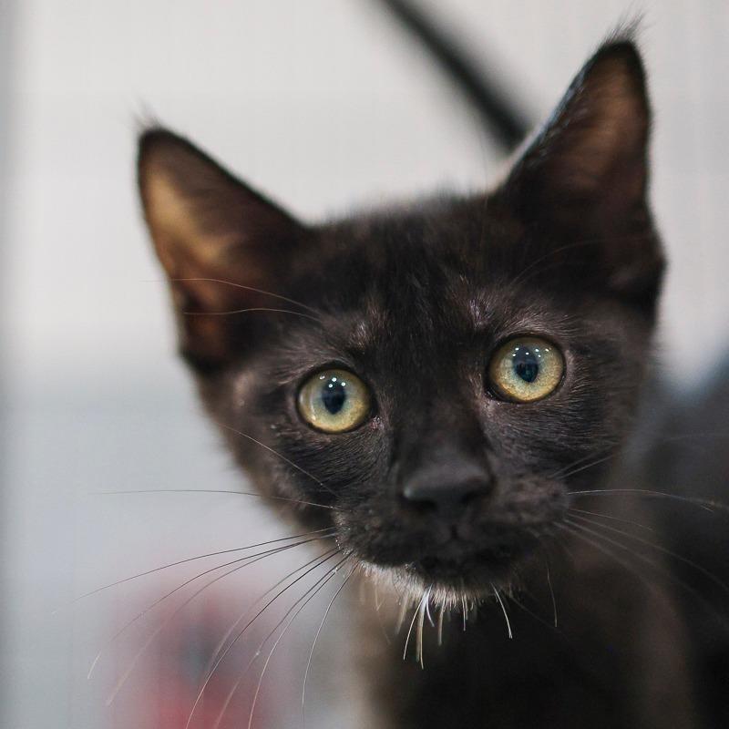 Enlarge Mila, a Adoptable Domestic Short Hair in Bradenton, FL image 1/3