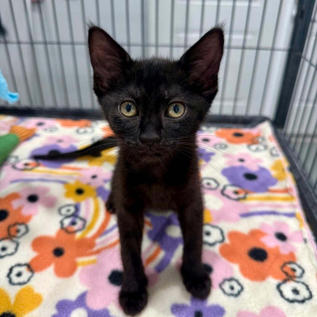 Enlarge Mila, a Adoptable Domestic Short Hair in Bradenton, FL image 2/3