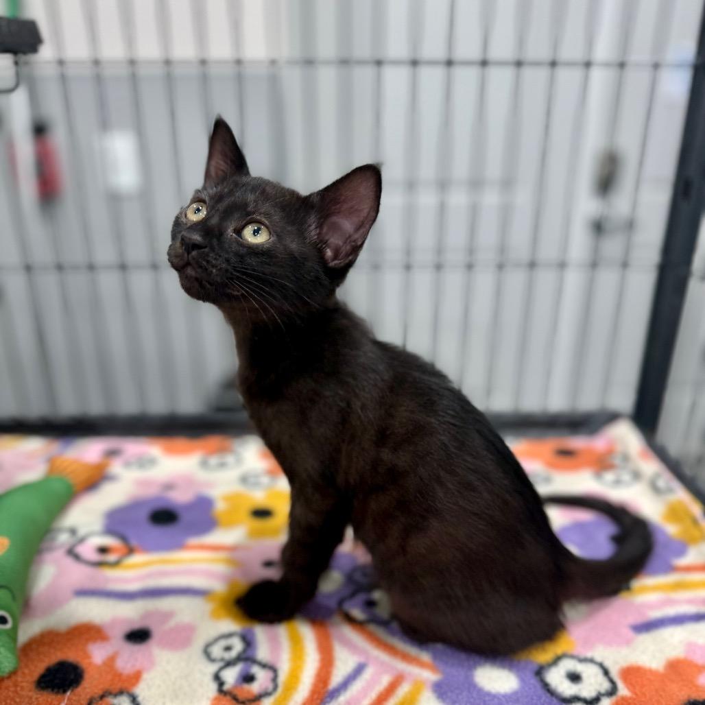 Enlarge Mila, a Adoptable Domestic Short Hair in Bradenton, FL image 3/3