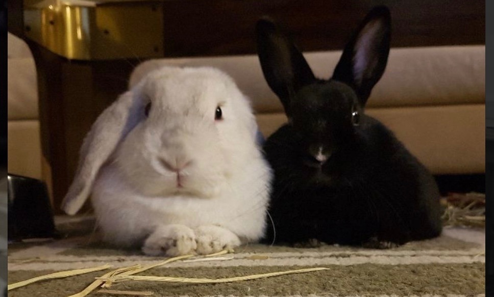 Doug & Ariel photo 1