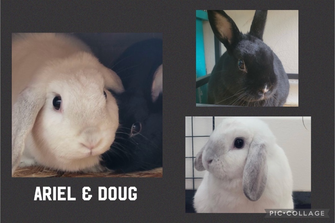Doug & Ariel photo 3