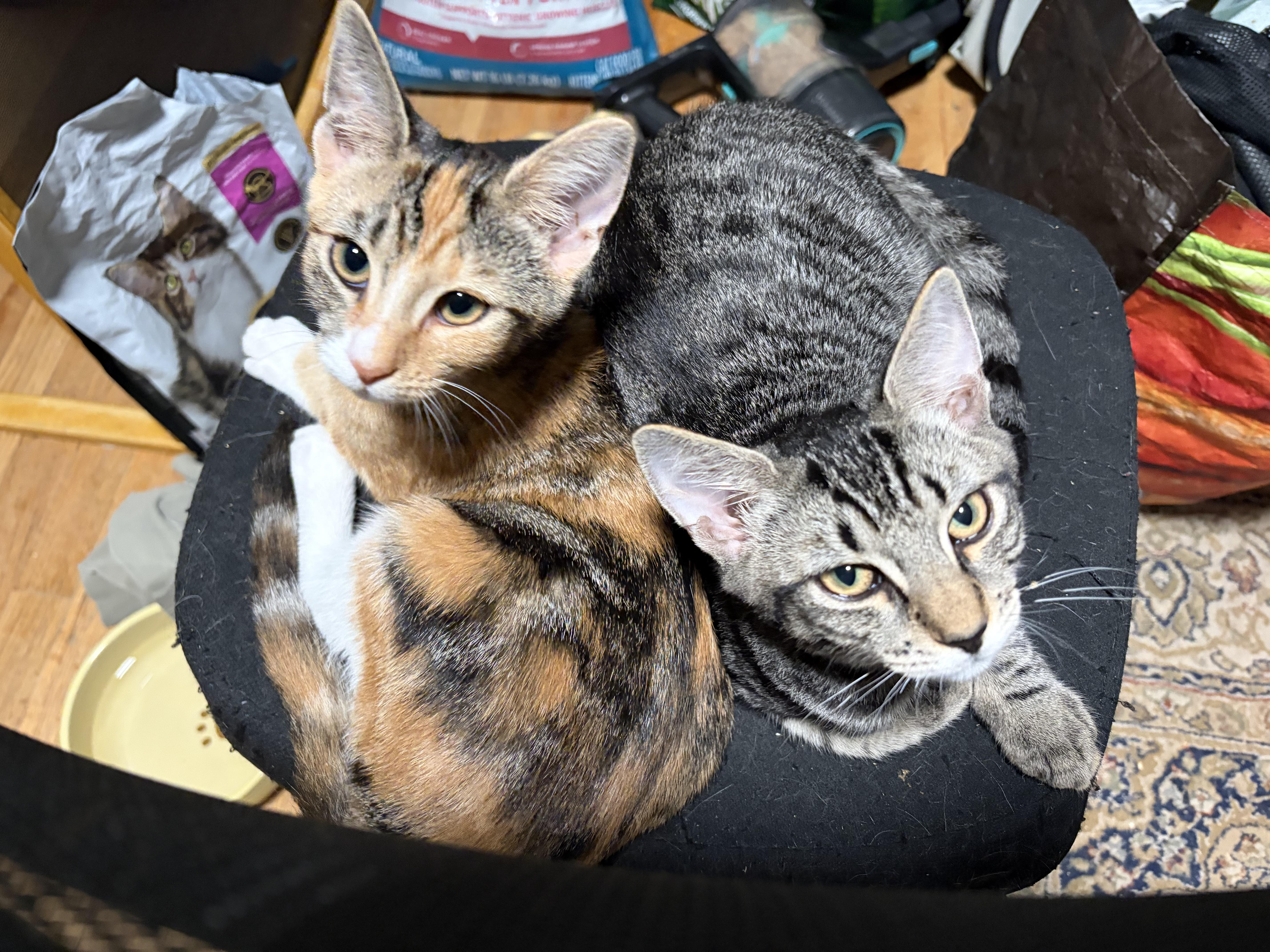 Enlarge Honeynut (F) and Butternut (M), a Adoptable Domestic Short Hair in New Britain, CT image 1/6