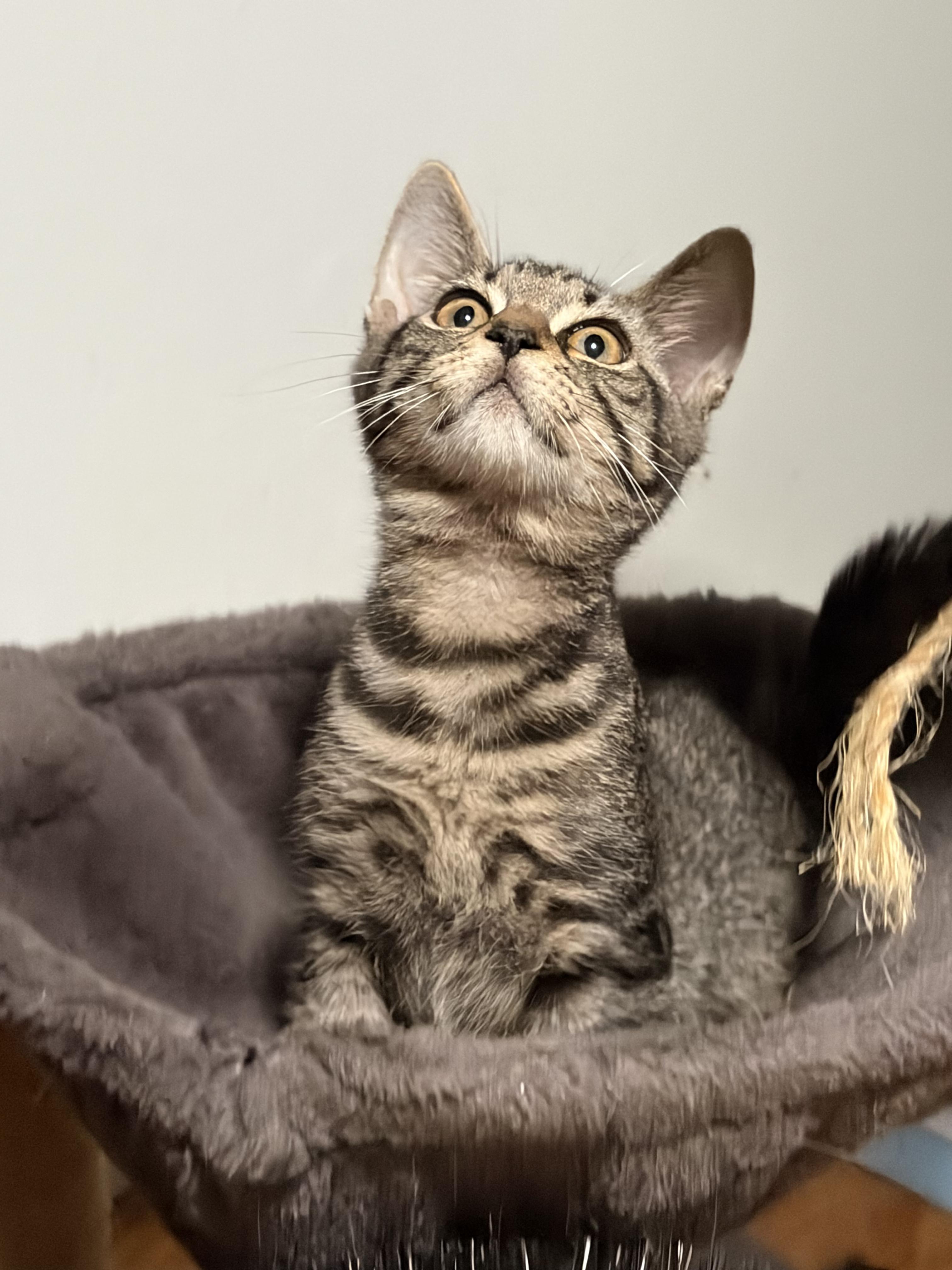 Enlarge Honeynut (F) and Butternut (M), a Adoptable Domestic Short Hair in New Britain, CT image 2/6