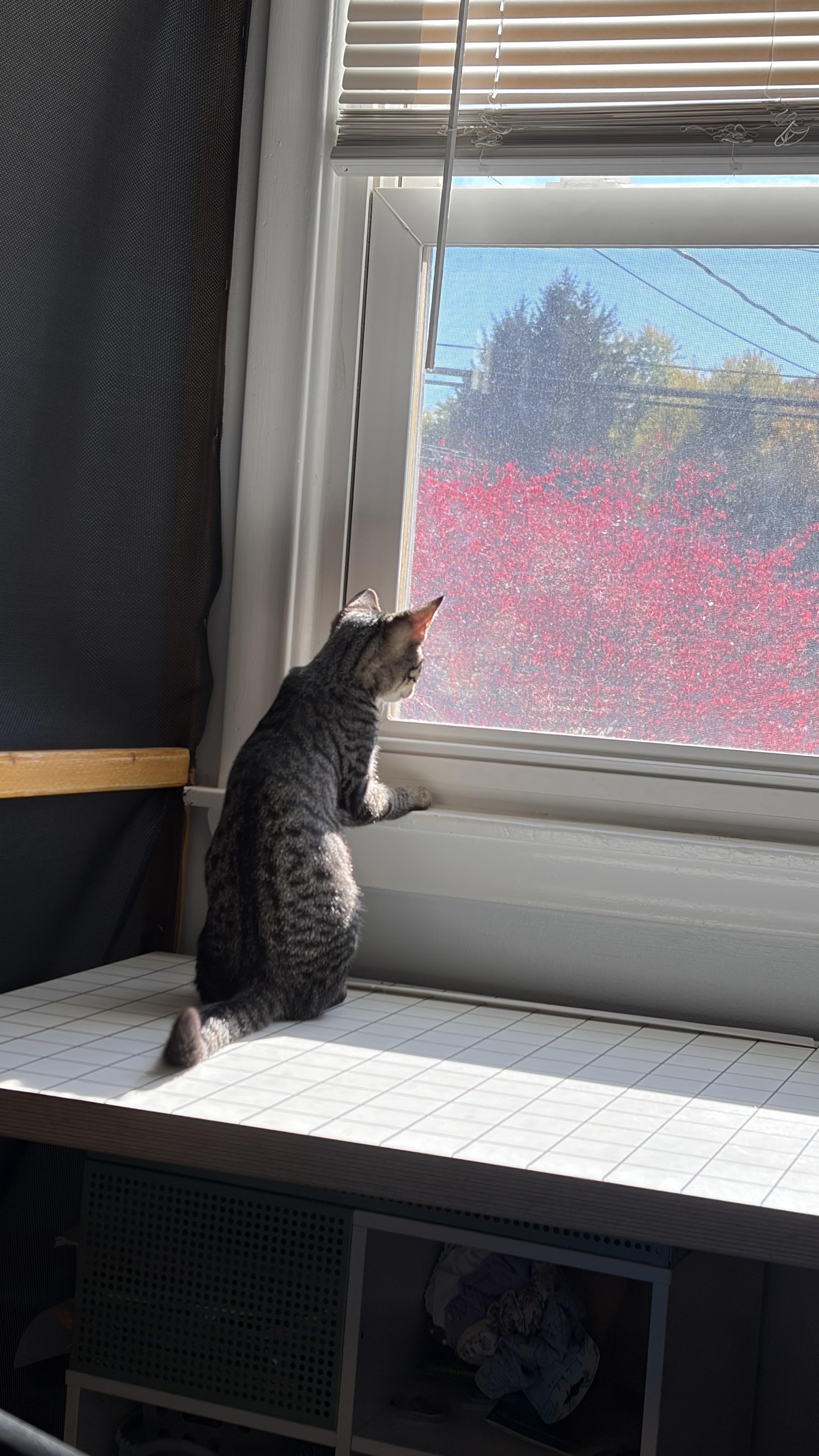Enlarge Honeynut (F) and Butternut (M), a Adoptable Domestic Short Hair in New Britain, CT image 4/6