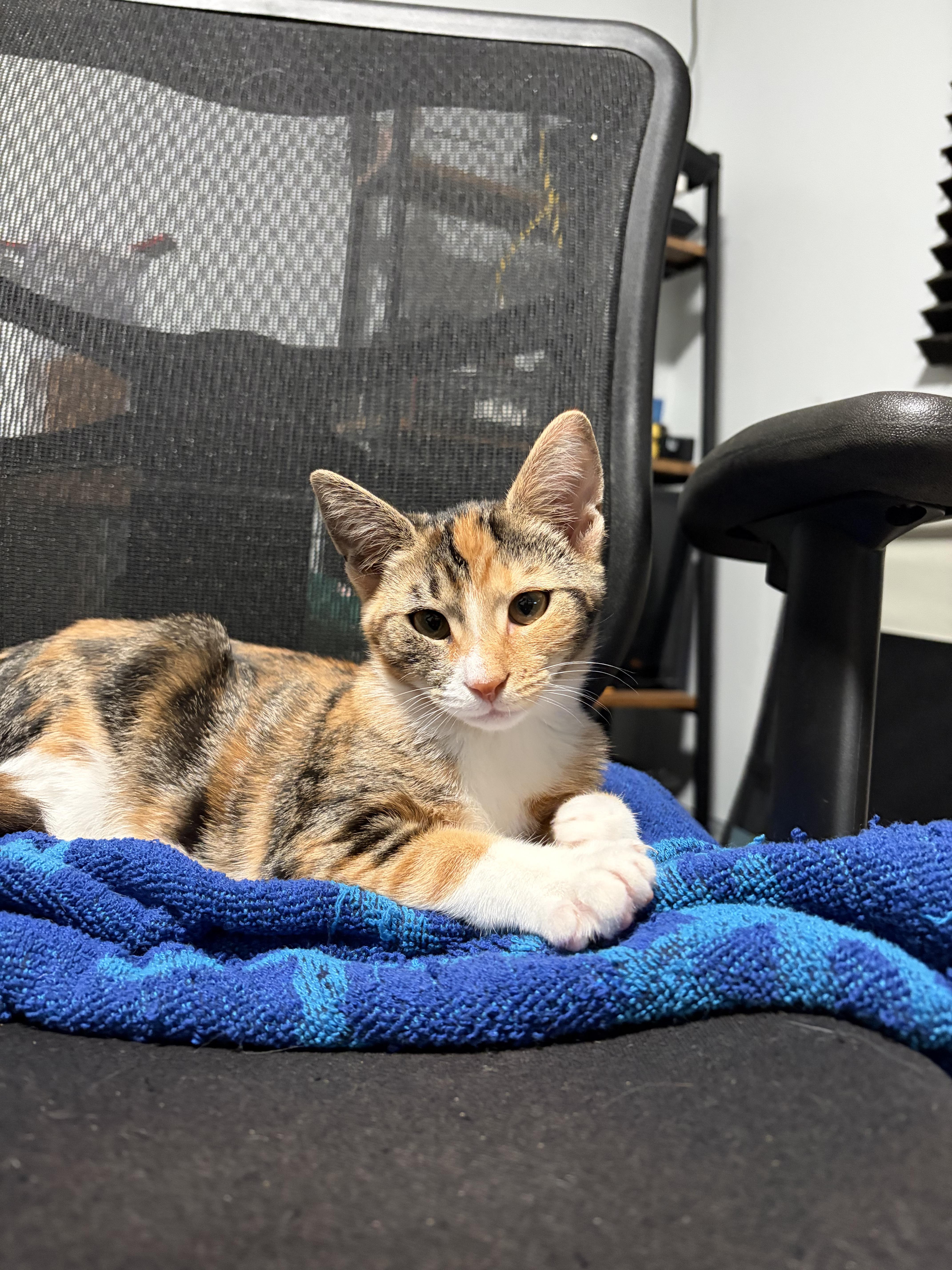 Enlarge Honeynut (F) and Butternut (M), a Adoptable Domestic Short Hair in New Britain, CT image 5/6