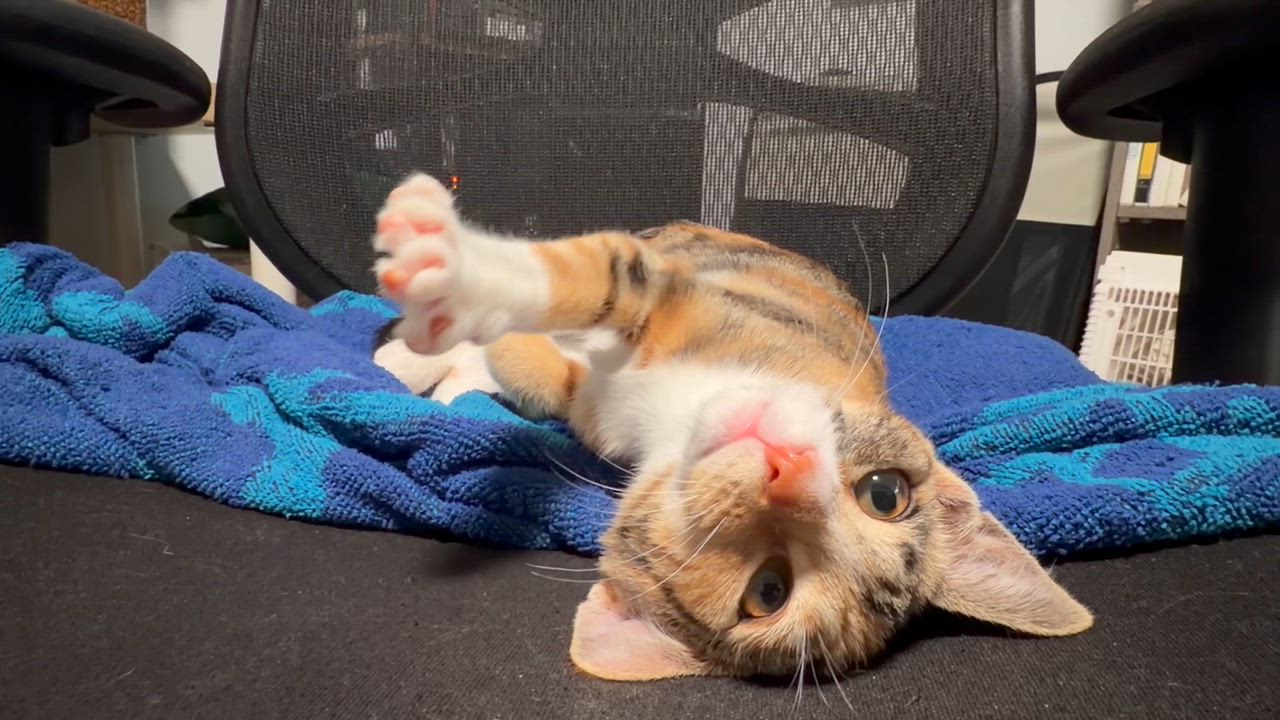 Enlarge Honeynut (F) and Butternut (M), a Adoptable Domestic Short Hair in New Britain, CT video 3/6