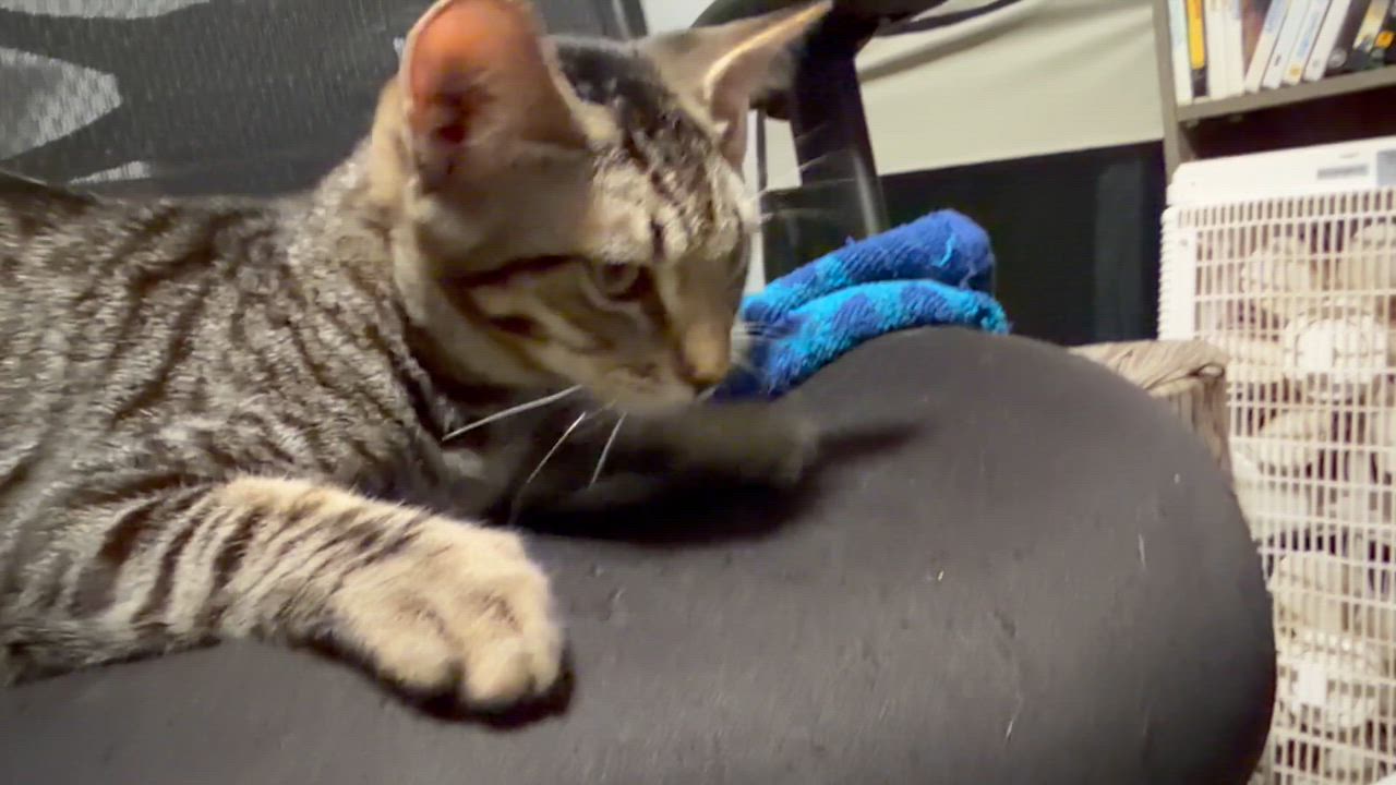 Enlarge Honeynut (F) and Butternut (M), a Adoptable Domestic Short Hair in New Britain, CT video 6/6