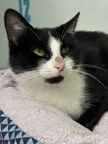 Sharon Pawsbourne thumbnail 3