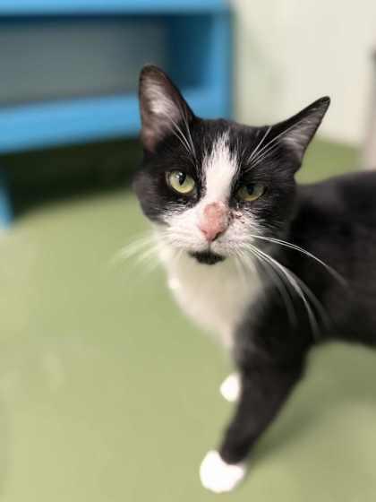 Sharon Pawsbourne thumbnail 4