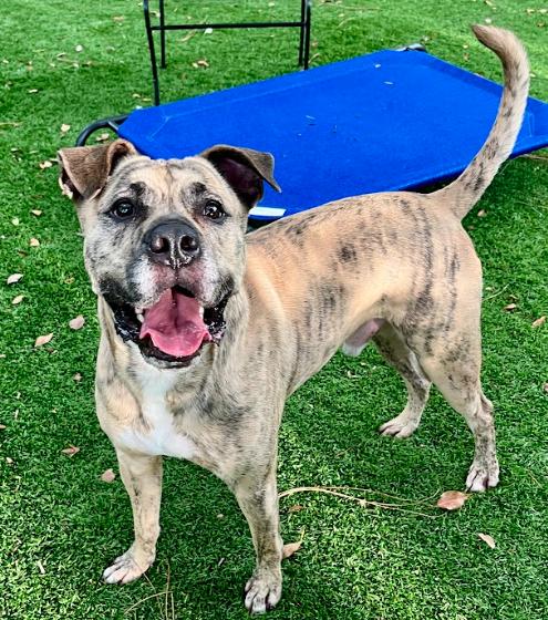 Enlarge Stanley, a Adoptable Mixed Breed in Palm Harbor, FL image 2/6