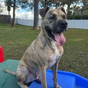 Enlarge Stanley, a Adoptable Mixed Breed in Palm Harbor, FL image 5/6