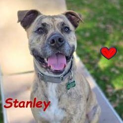 Enlarge Stanley, a Adoptable Mixed Breed in Palm Harbor, FL image 4/6