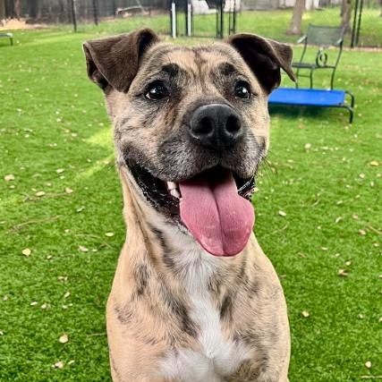 Enlarge Stanley, a Adoptable Mixed Breed in Palm Harbor, FL image 1/6