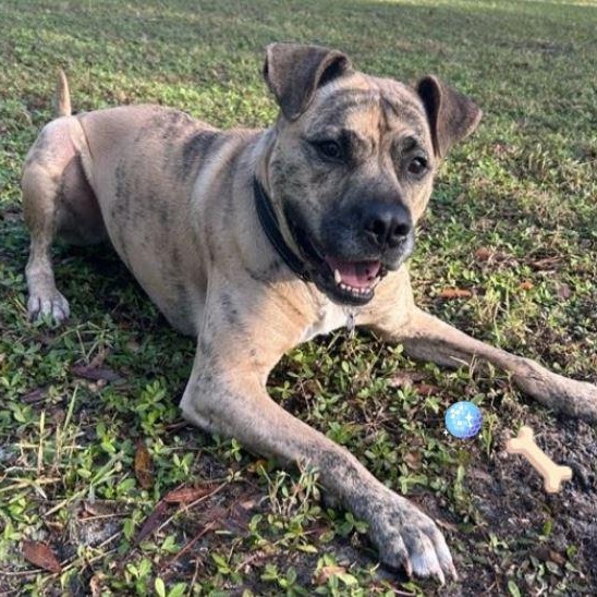 Enlarge Stanley, a Adoptable Mixed Breed in Palm Harbor, FL image 3/6