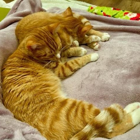 Enlarge Raymond, a ADOPTABLE Domestic Short Hair in Johnson City, TN image 2/2