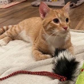 Raymond, ADOPTABLE, Adult Male Domestic Short Hair.