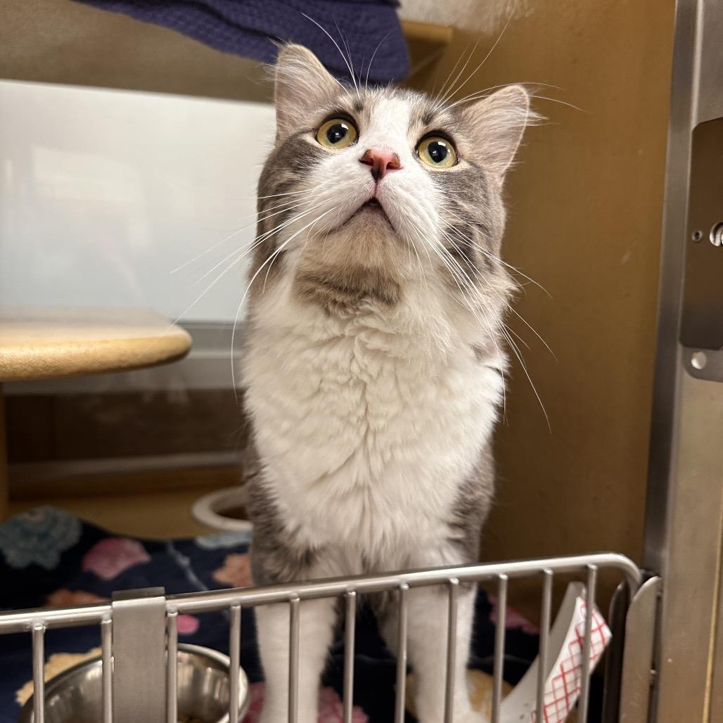 Hero, Adoptable, Adult Male Domestic Medium Hair.