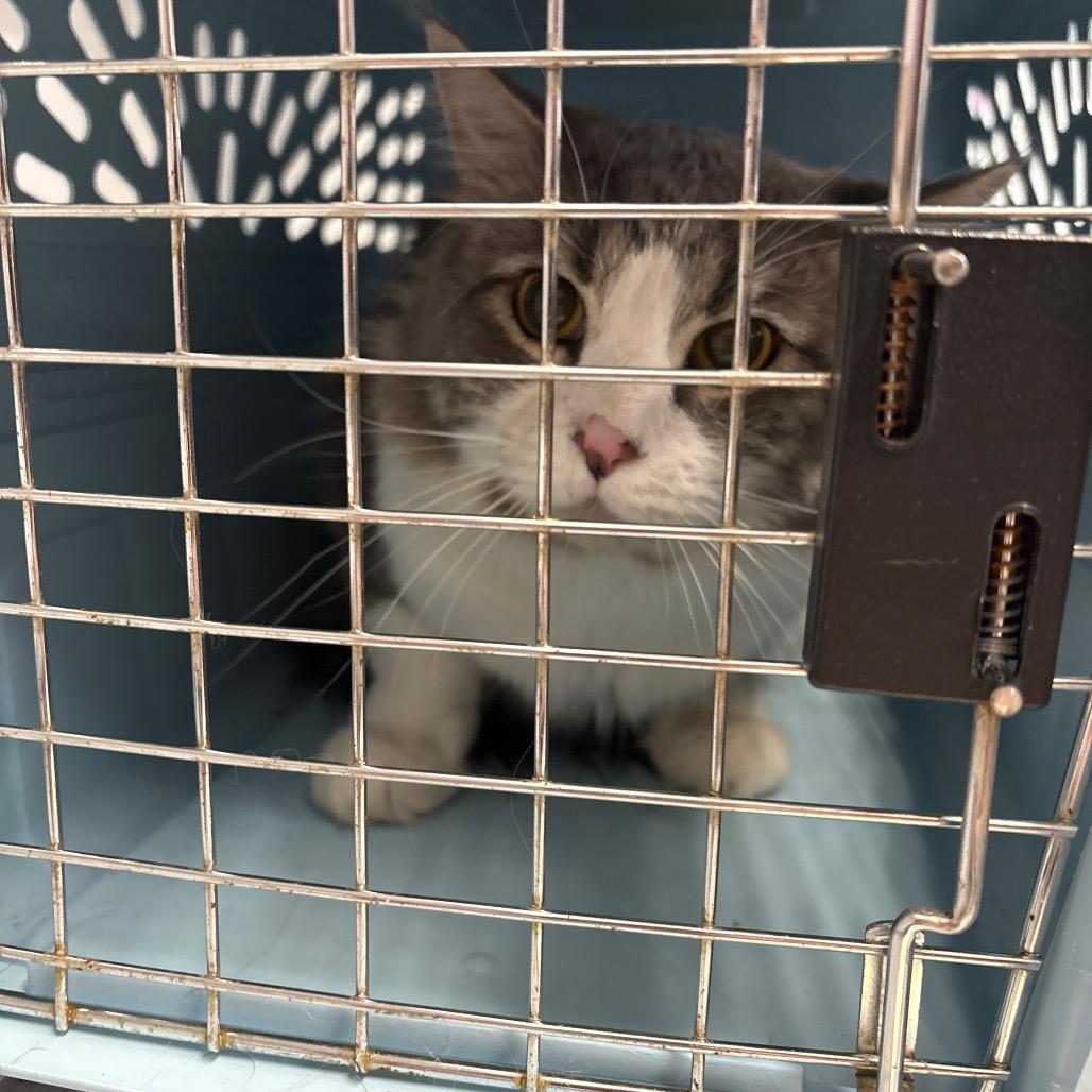 Hero, Adoptable, Adult Male Domestic Medium Hair.