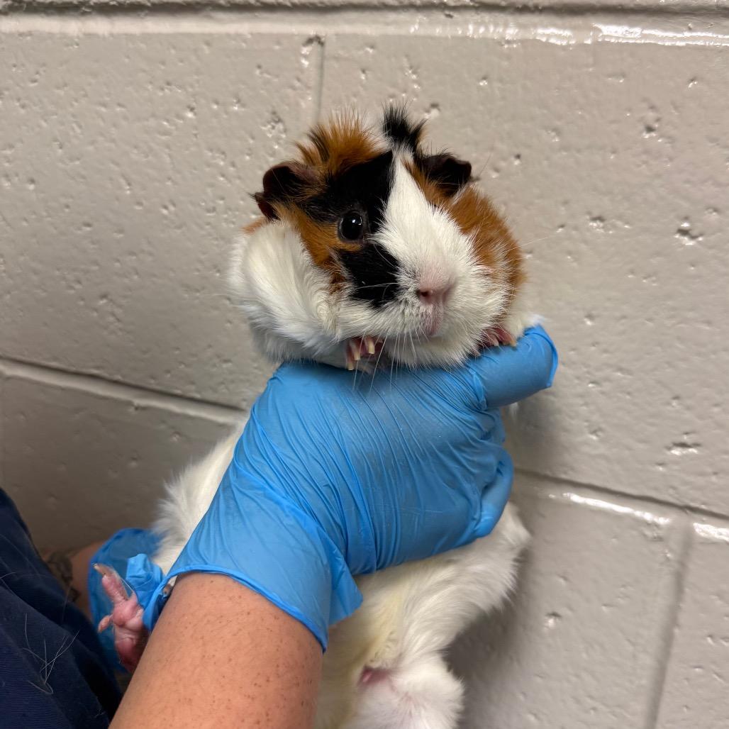 Enlarge Bernice, a Adoptable Guinea Pig in Reno, NV image 1/1
