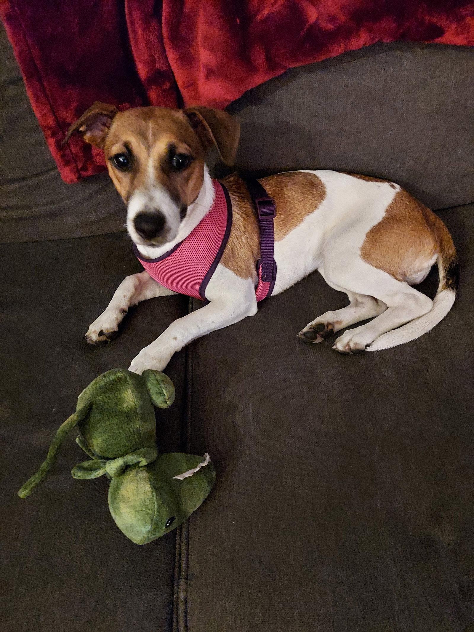 Enlarge Angel, a Adoptable Jack Russell Terrier in Lancaster, PA image 2/2