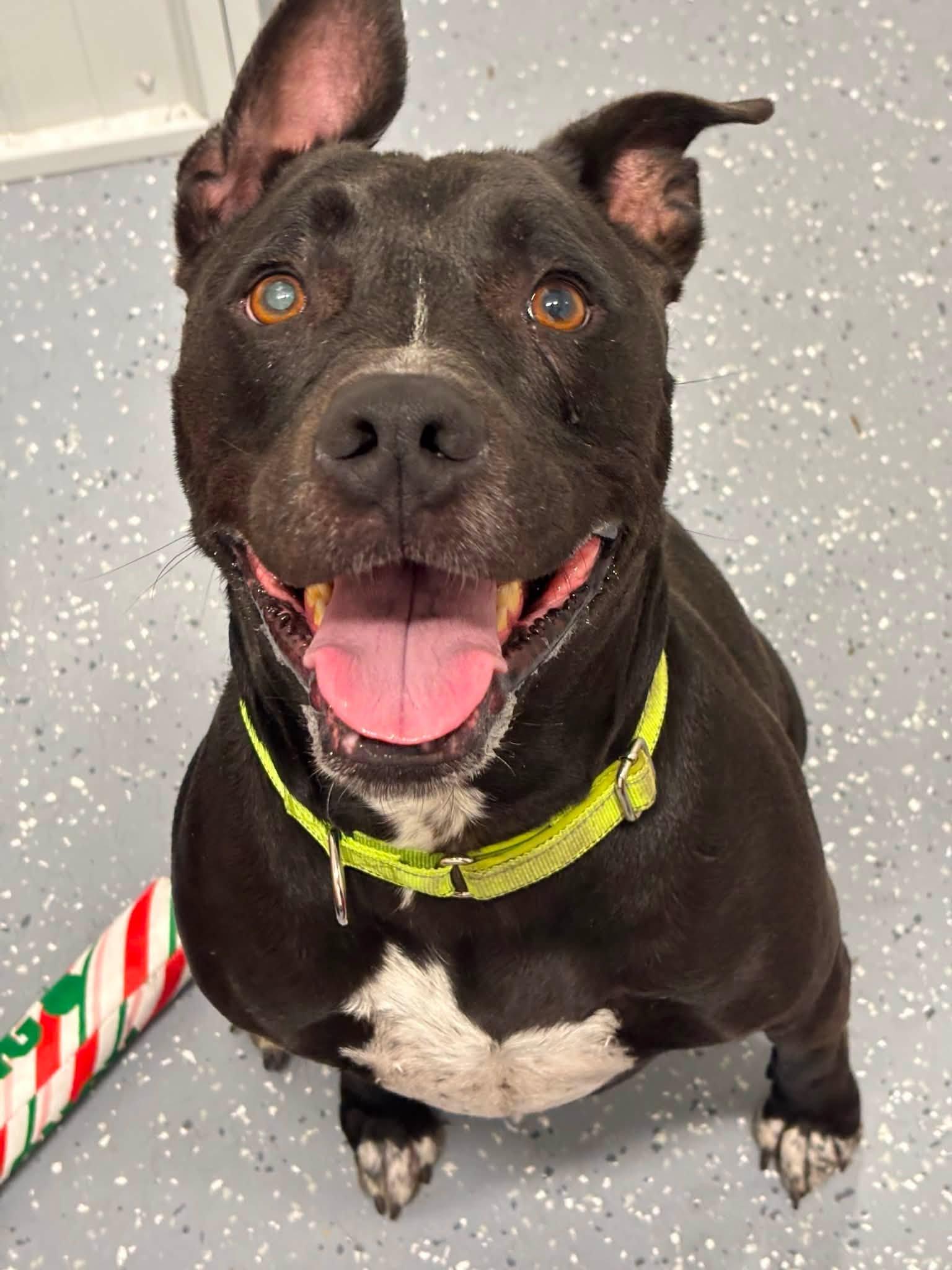 Lemmy, ADOPTABLE, Adult Male Mixed Breed.