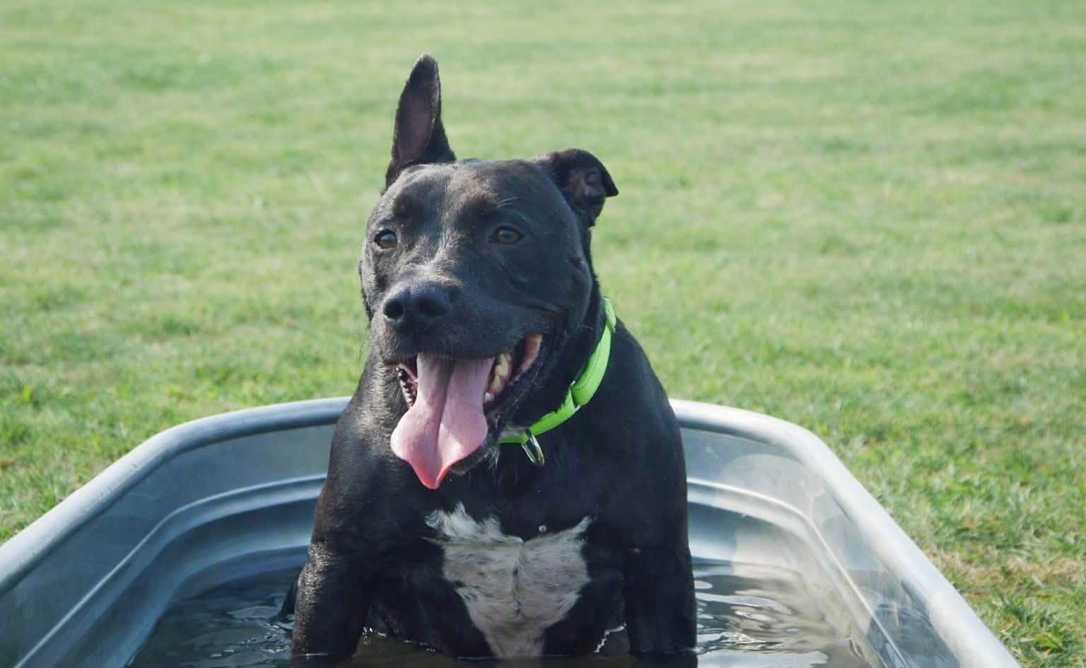 Lemmy, a ADOPTABLE Mixed Breed in Davenport, IA image 2/3
