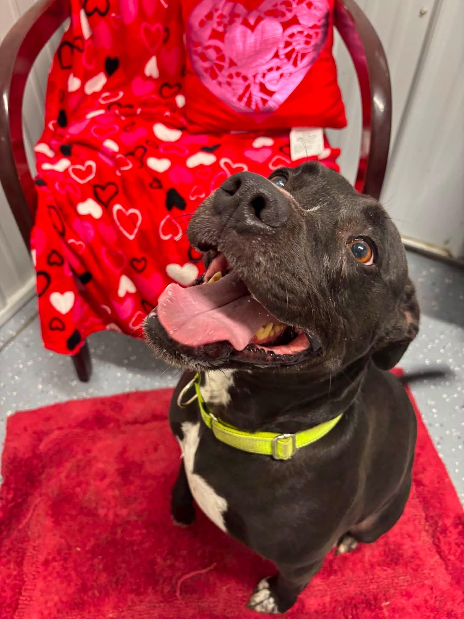 Lemmy, a ADOPTABLE Mixed Breed in Davenport, IA image 3/3