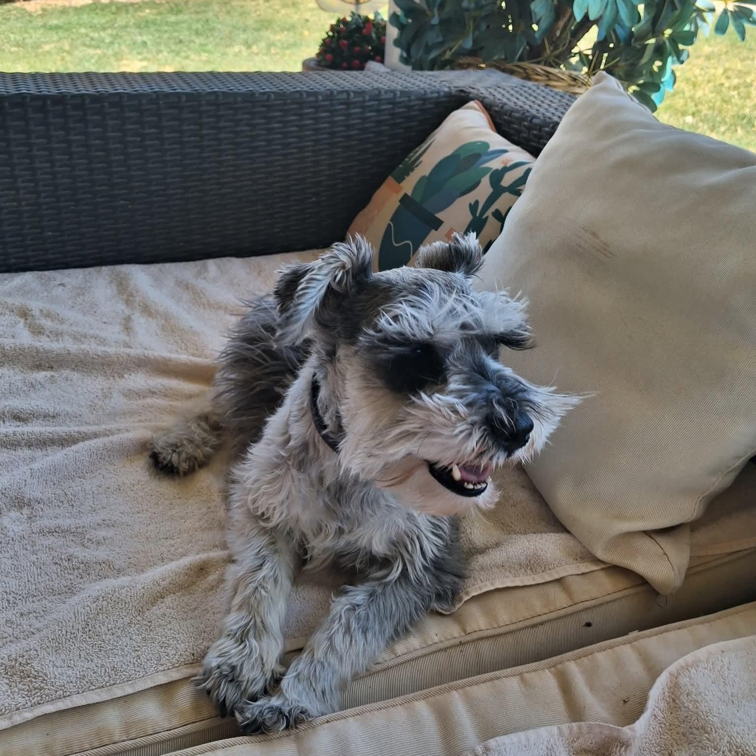 Harley - Foster me, a ADOPTABLE Miniature Schnauzer in Homer Glen, IL image 2/6