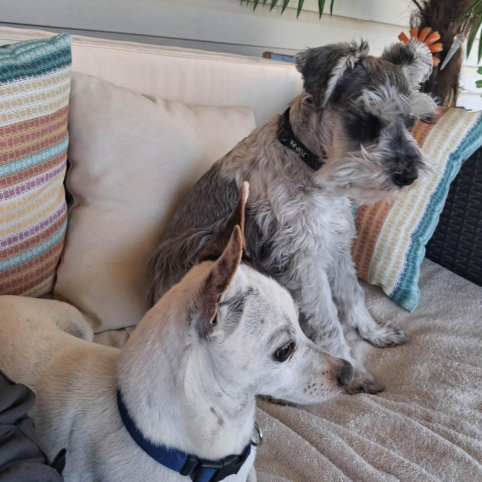 Harley - Foster me, a ADOPTABLE Miniature Schnauzer in Homer Glen, IL image 4/6