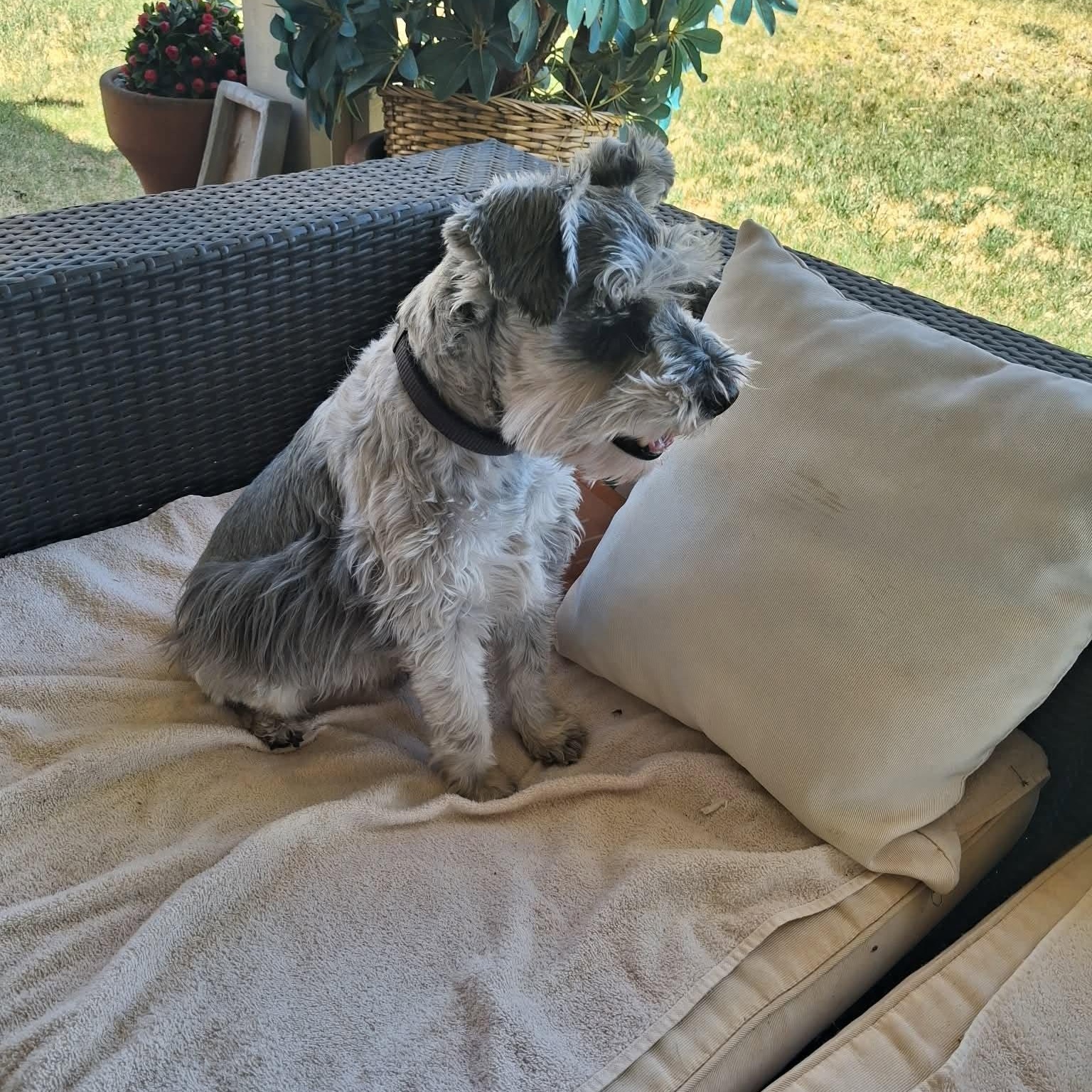 Harley - Foster me, a ADOPTABLE Miniature Schnauzer in Homer Glen, IL image 6/6