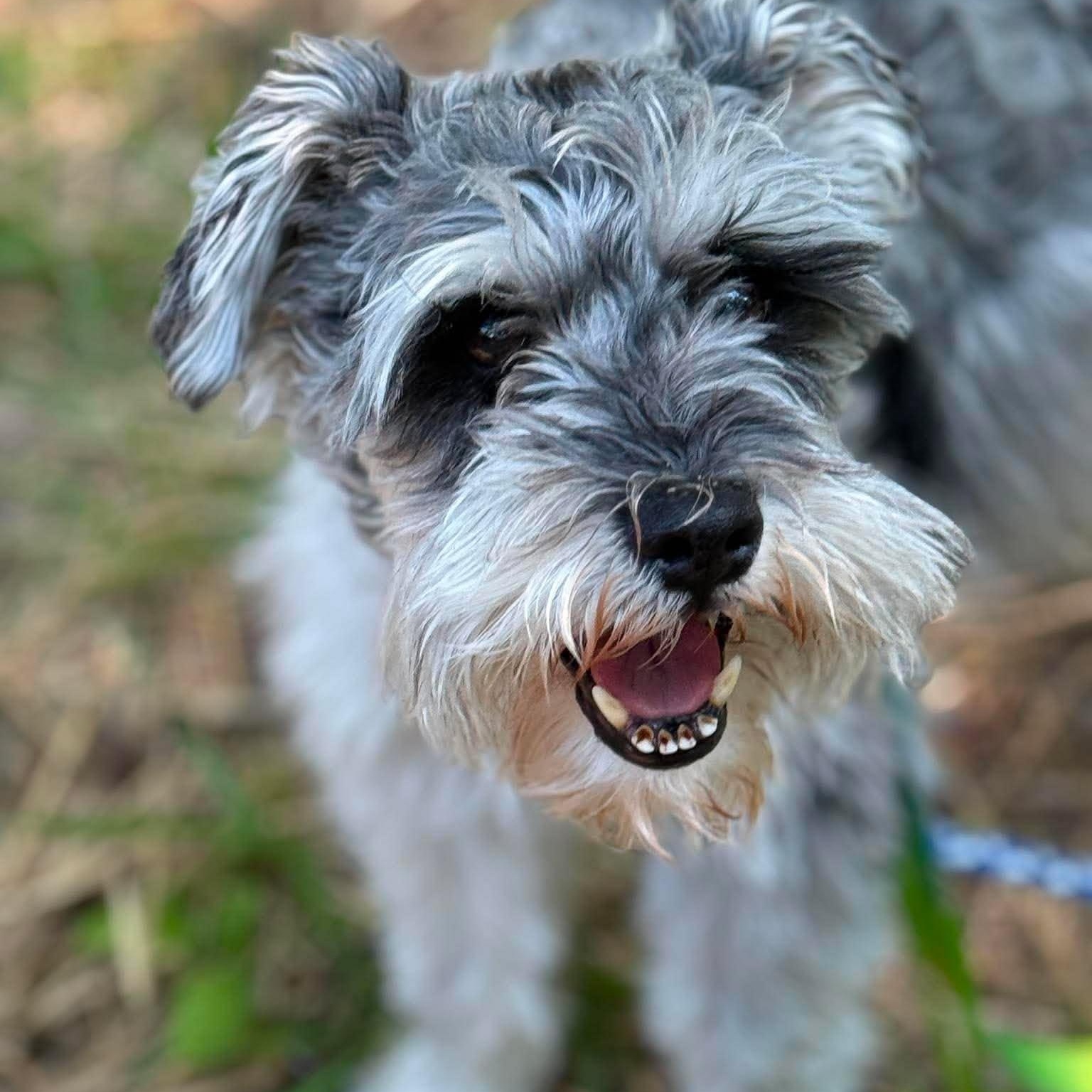 Harley - Foster me, ADOPTABLE, Adult Male Miniature Schnauzer.