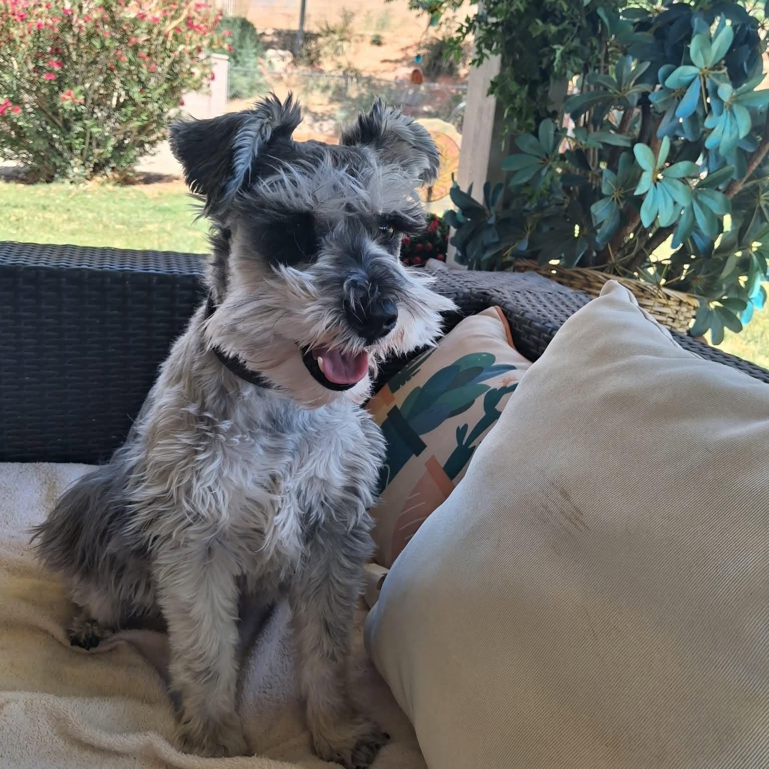 Harley - Foster me, ADOPTABLE, Adult Male Miniature Schnauzer.