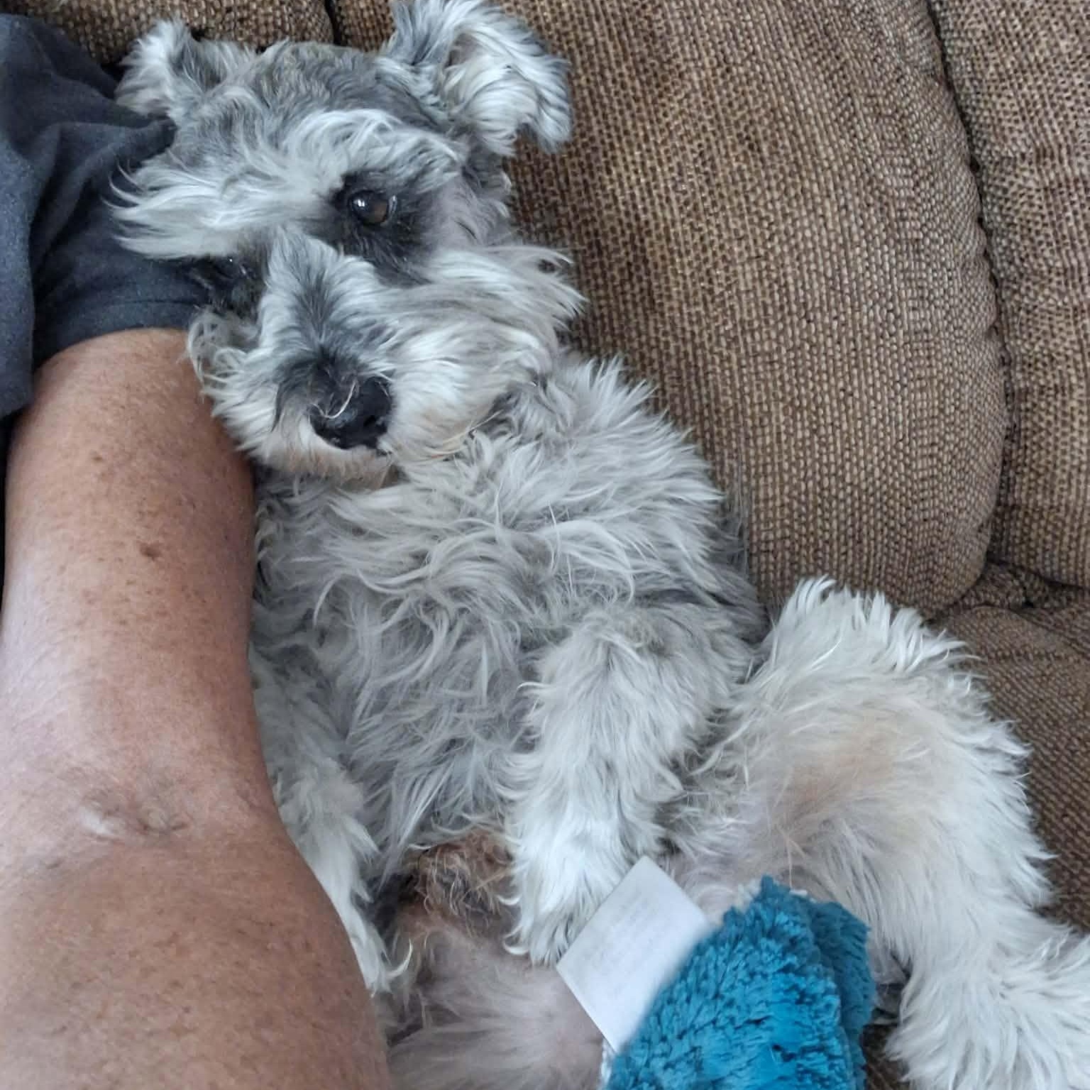 Harley - Foster me, a ADOPTABLE Miniature Schnauzer in Homer Glen, IL image 3/6