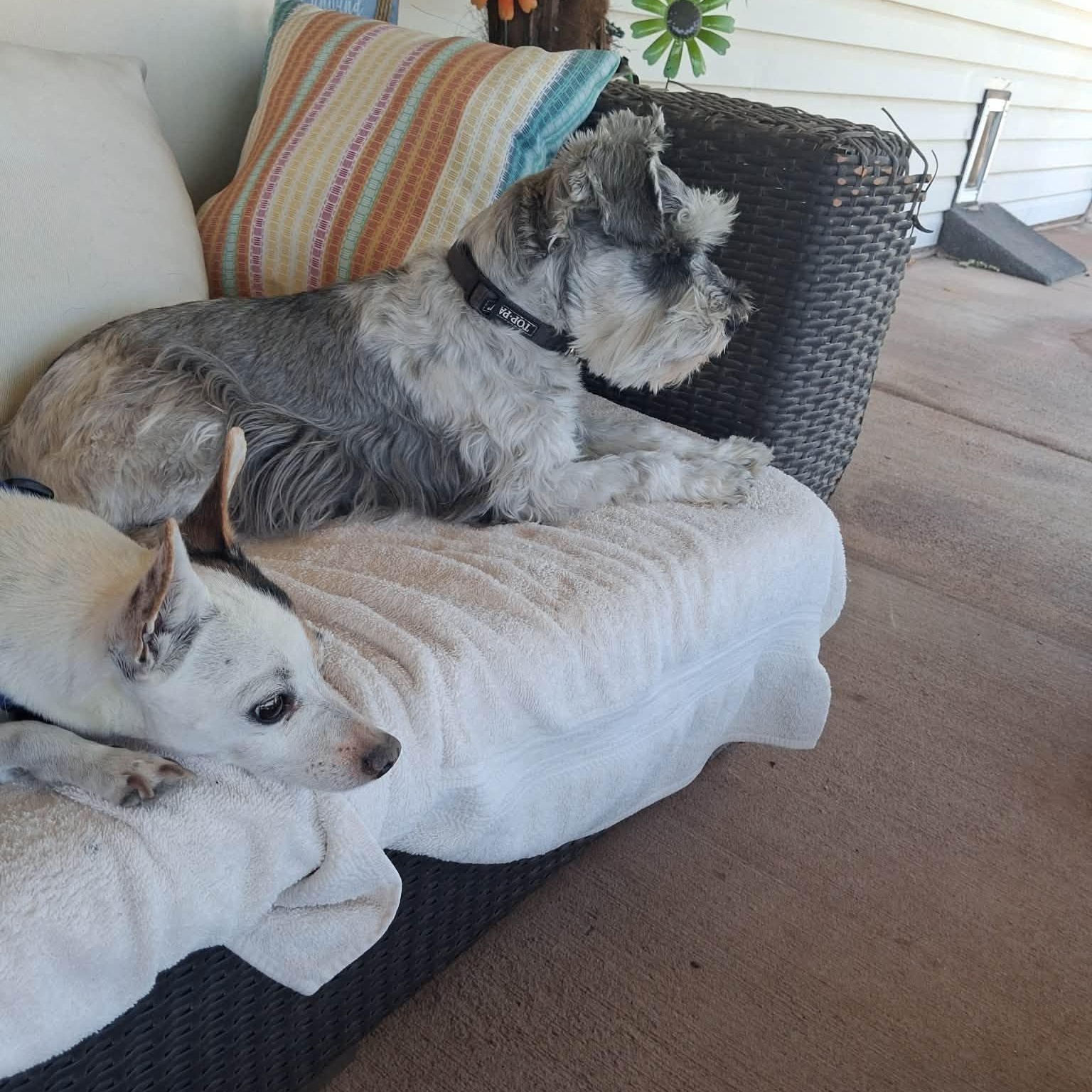 Harley - Foster me, a ADOPTABLE Miniature Schnauzer in Homer Glen, IL image 5/6