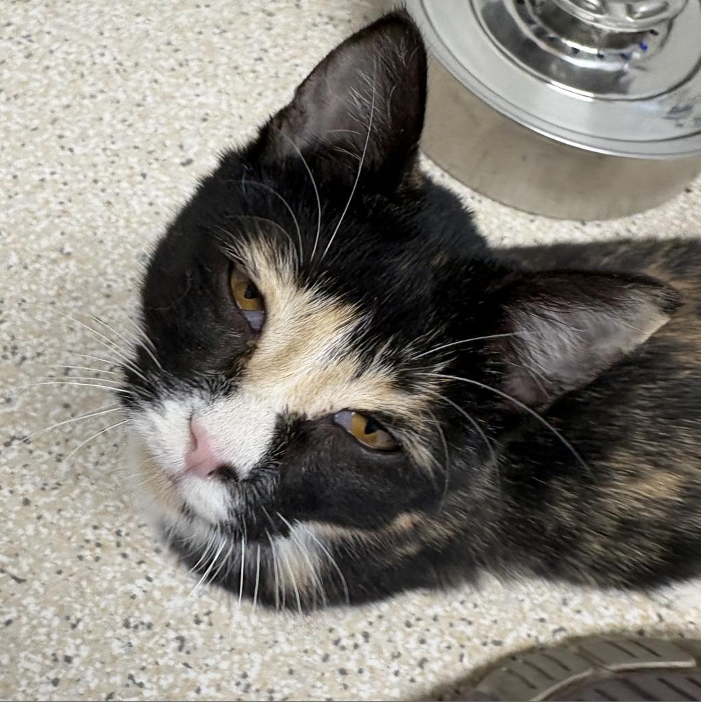 Athena, a Adoptable Domestic Short Hair in St. Helena, CA image 1/6