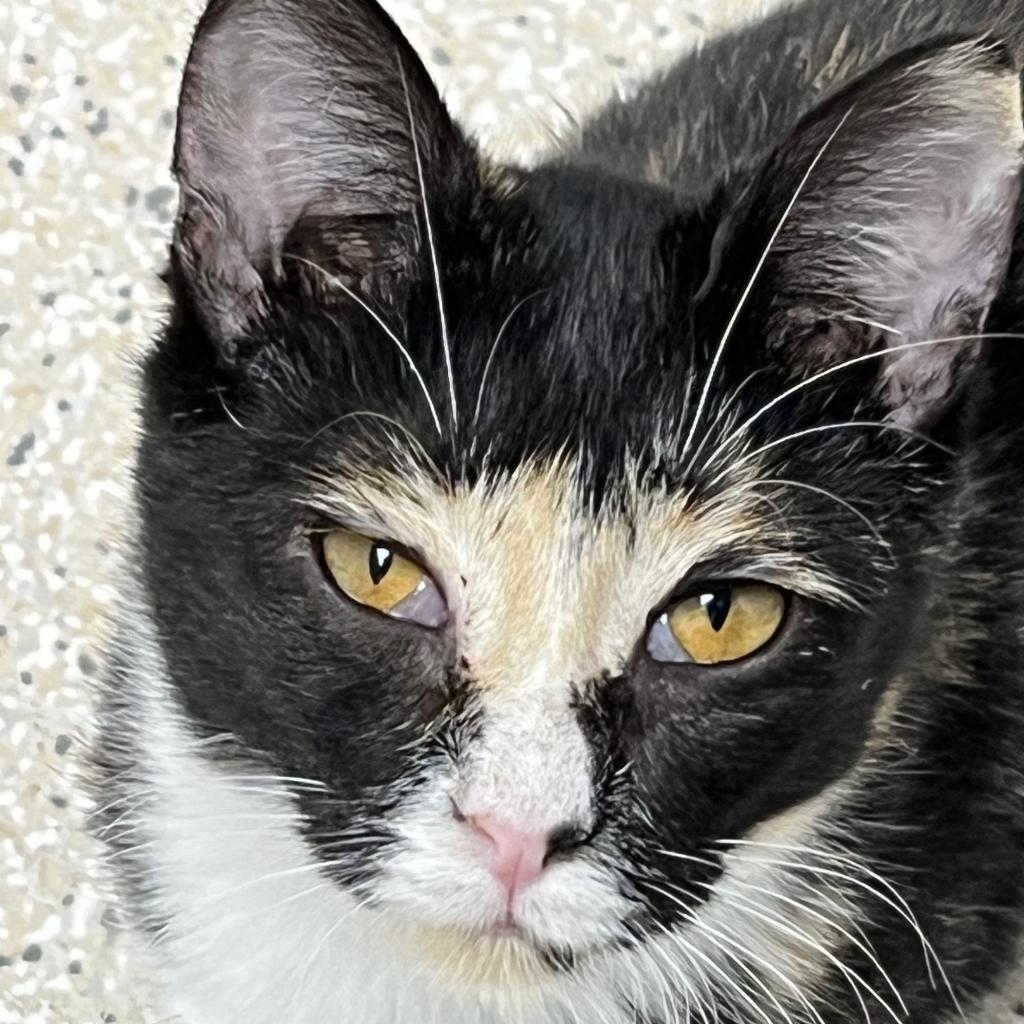 Athena, a Adoptable Domestic Short Hair in St. Helena, CA image 2/6