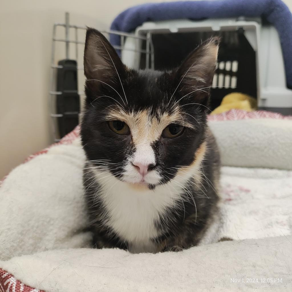 Athena, a Adoptable Domestic Short Hair in St. Helena, CA image 5/6