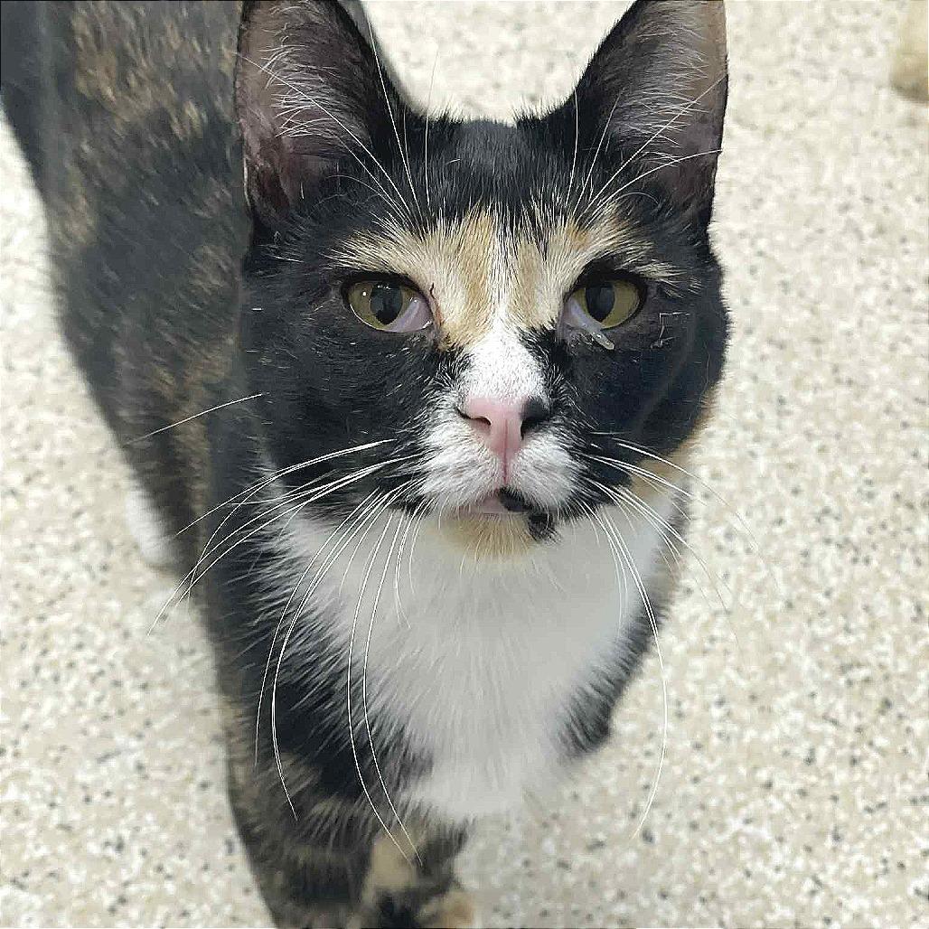 Enlarge Athena, a Adoptable Domestic Short Hair in St. Helena, CA image 3/6