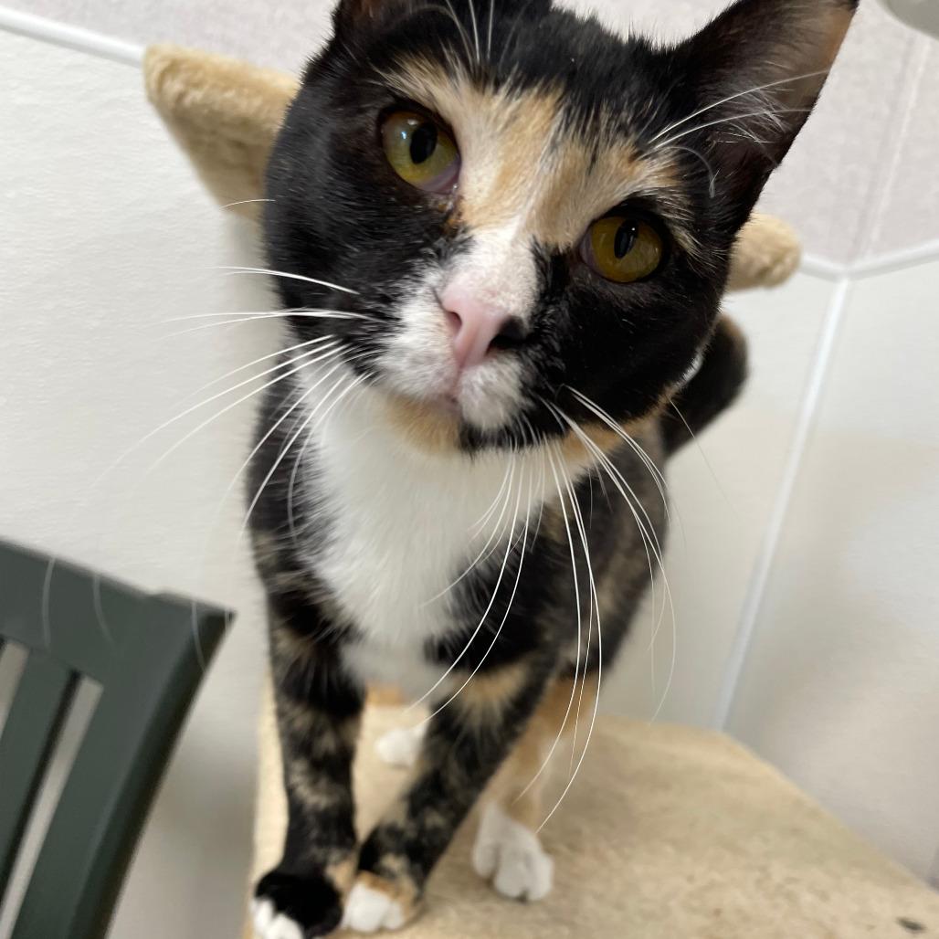 Athena, a Adoptable Domestic Short Hair in St. Helena, CA image 6/6