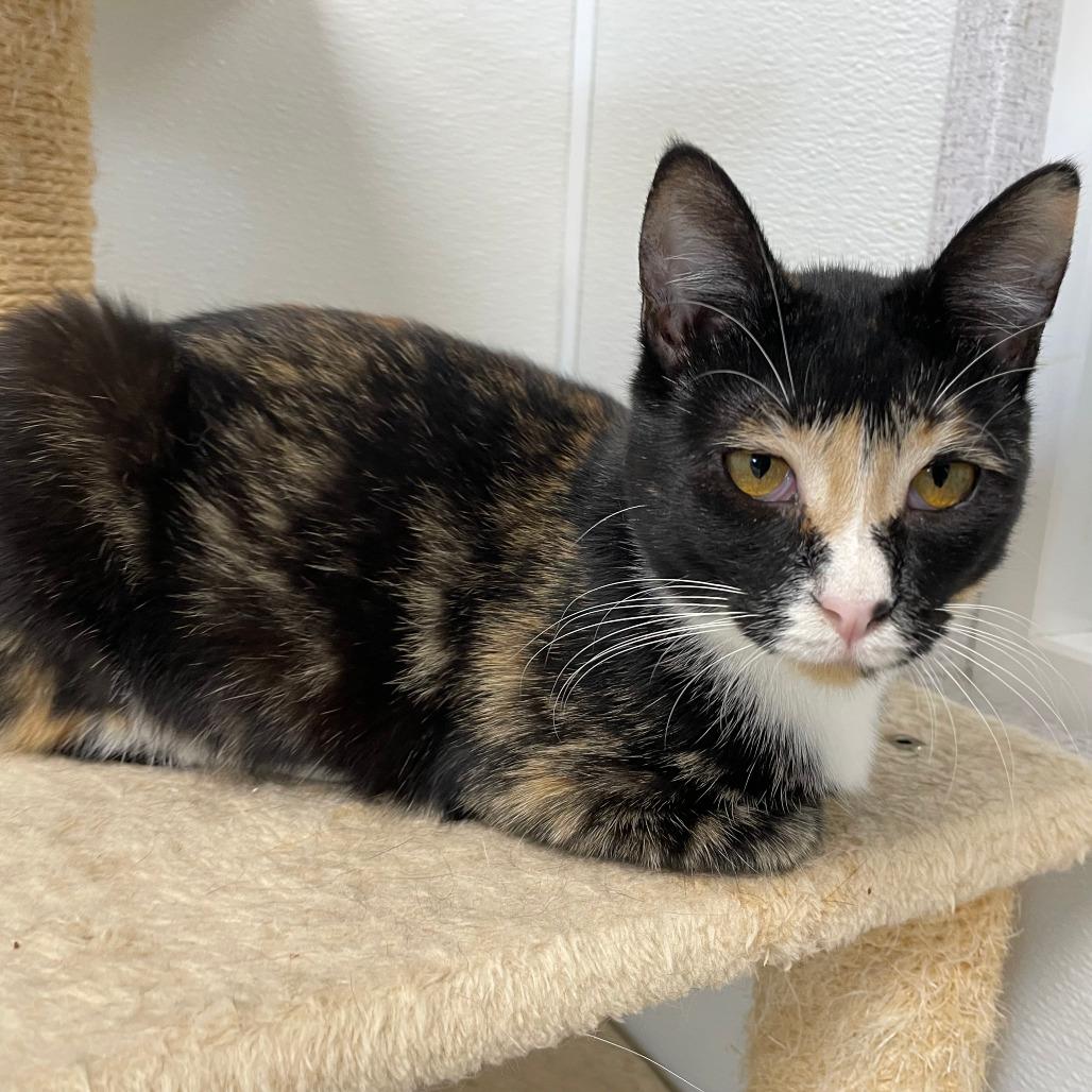 Enlarge Athena, a Adoptable Domestic Short Hair in St. Helena, CA image 5/6