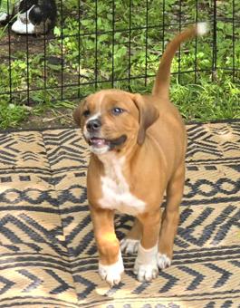 Teyla, Baby Female Foxhound
