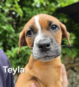 Teyla photo 4