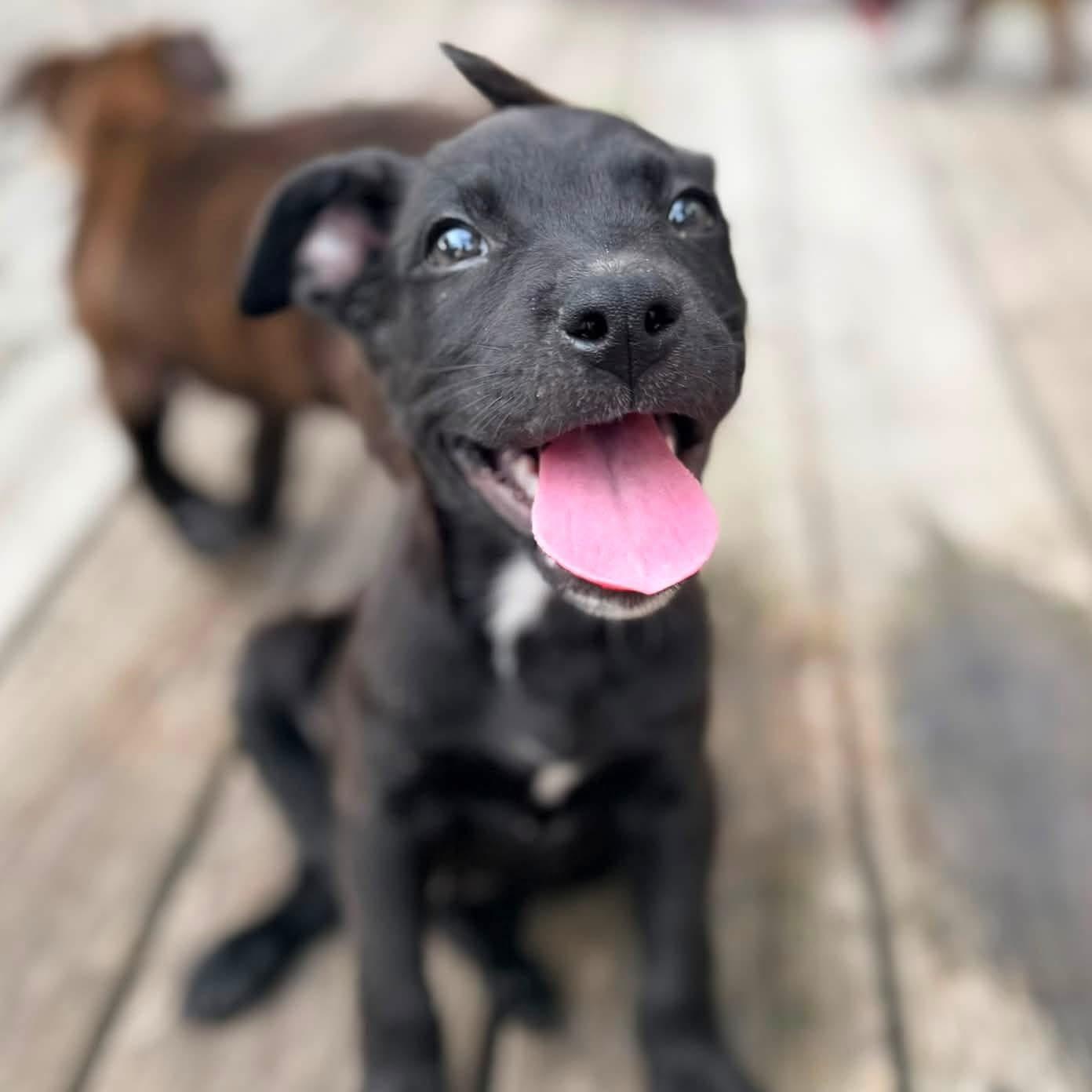 Fudge, Adopted, Puppy Male Pit Bull Terrier.