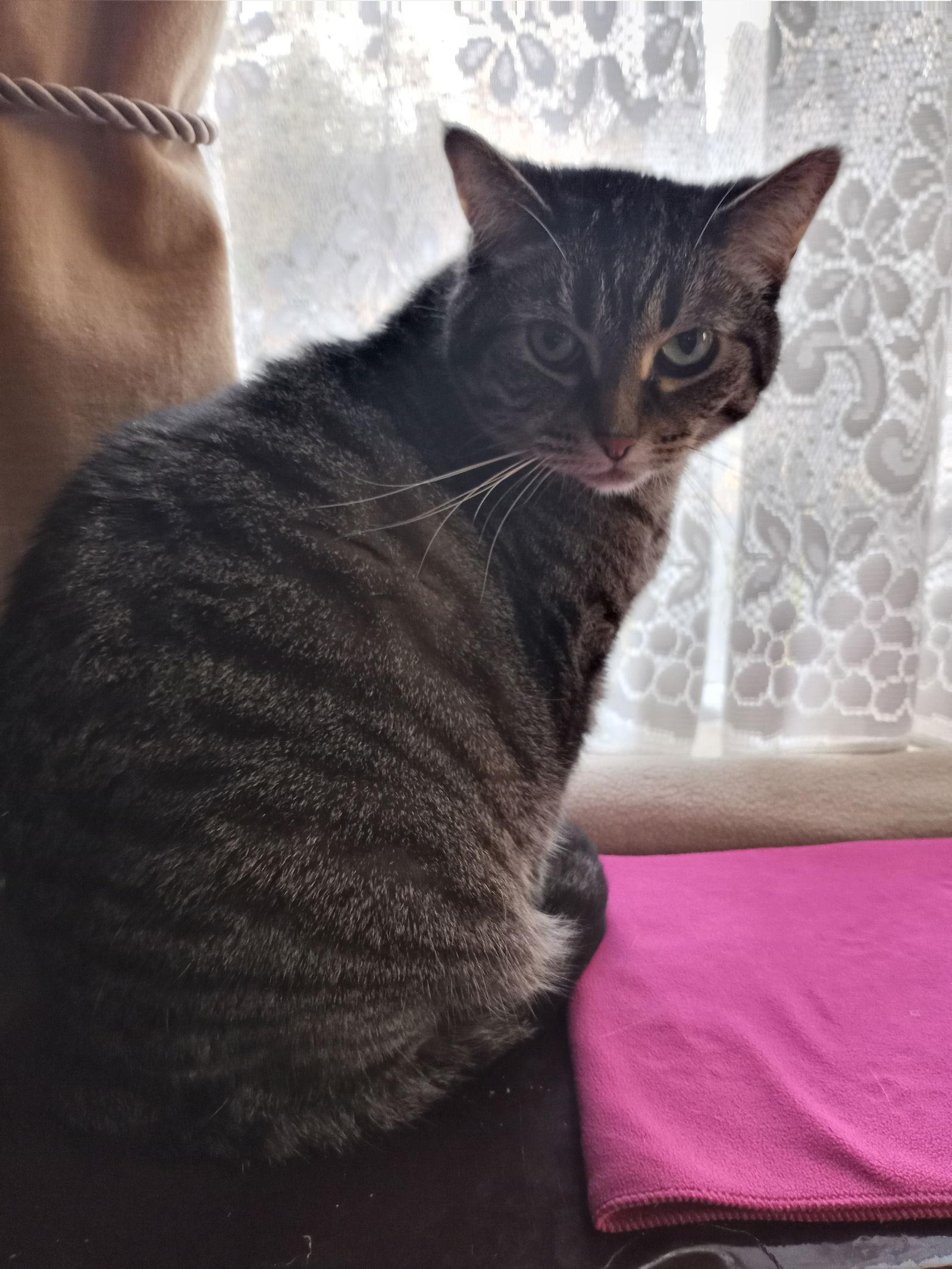 Enlarge MeiMei, a Adoptable mixed breed in Traverse City, MI image 2/6