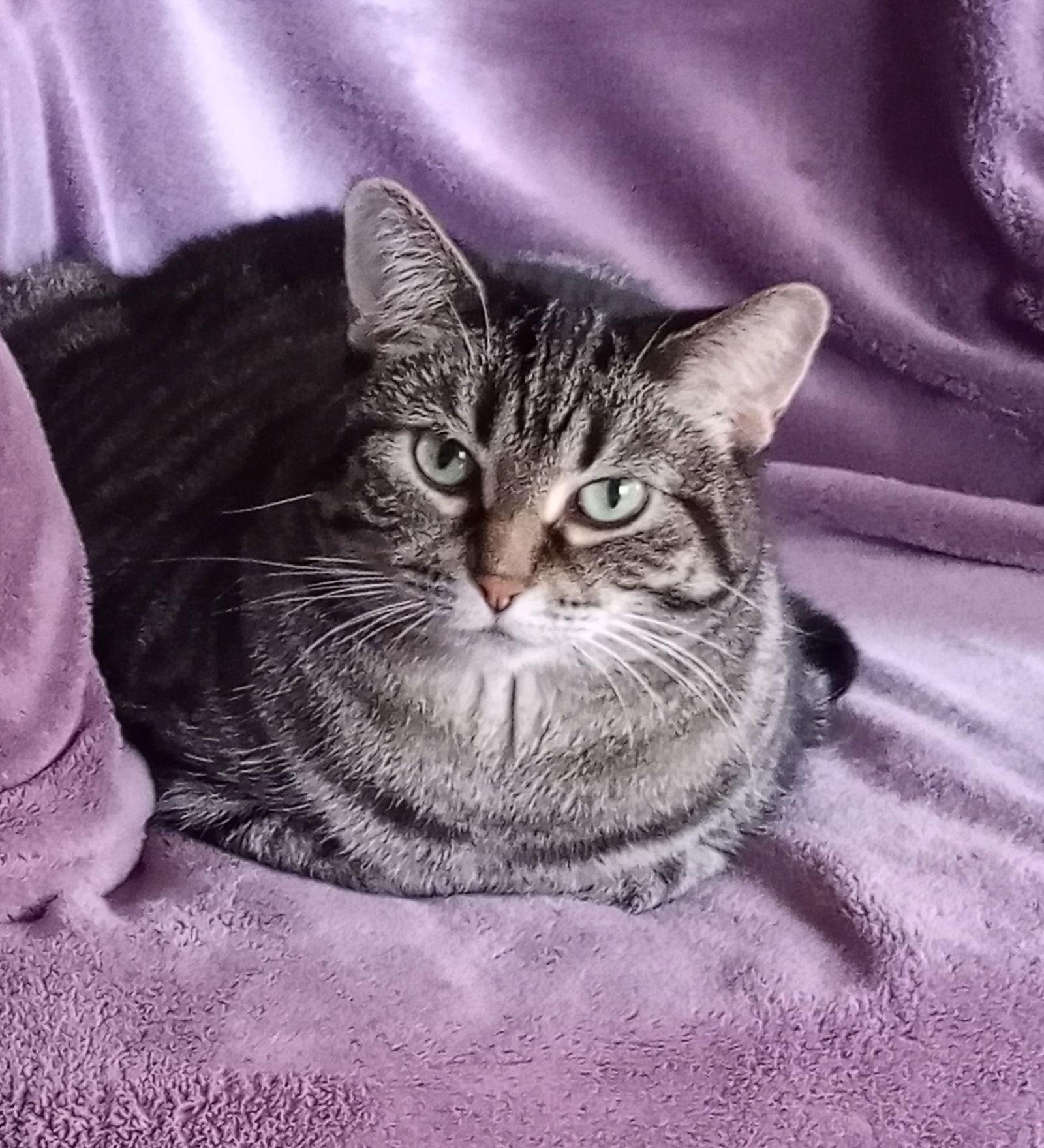 Enlarge MeiMei, a Adoptable mixed breed in Traverse City, MI image 3/6