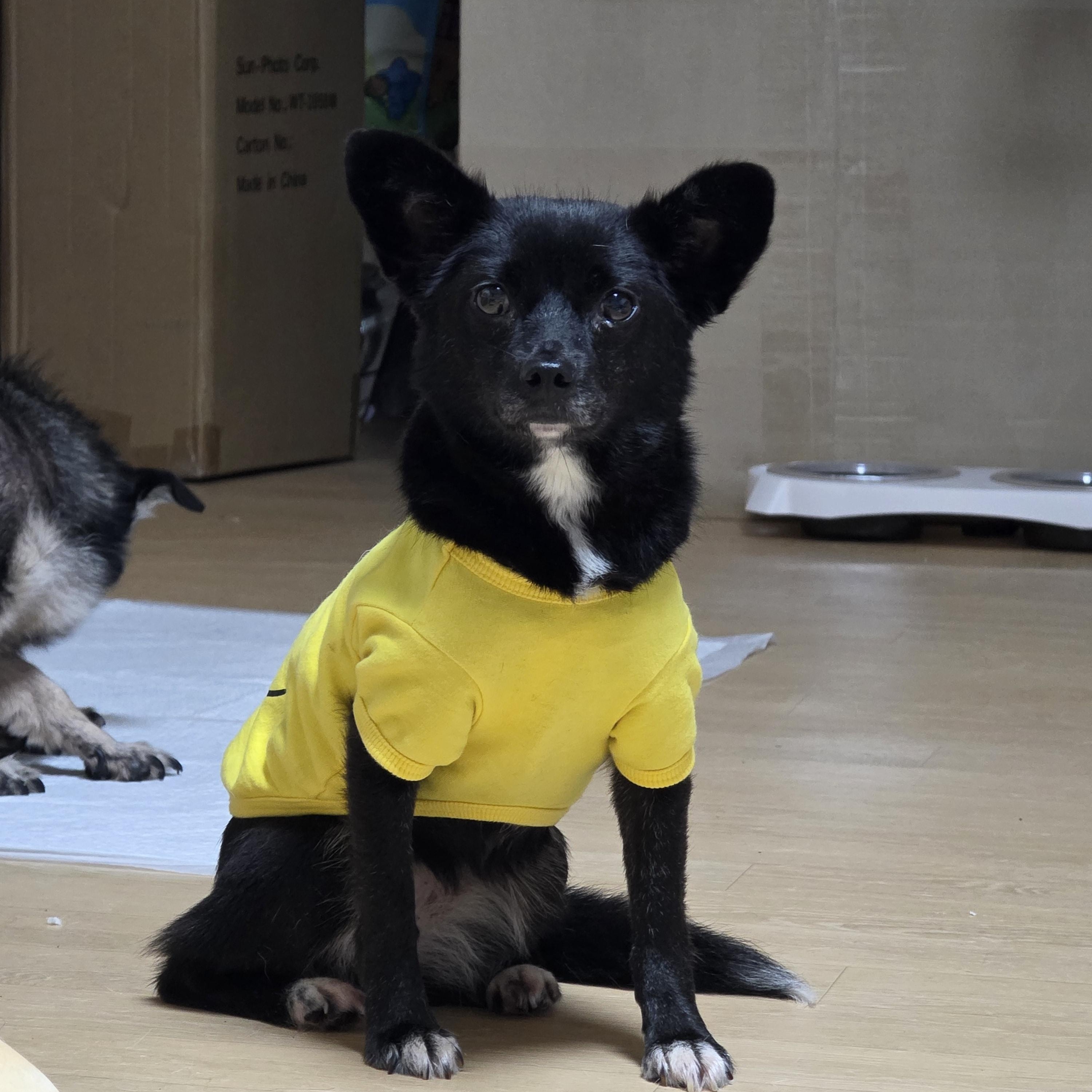 Enlarge Suzy, a ADOPTABLE mixed breed in Manchester , NH image 4/6